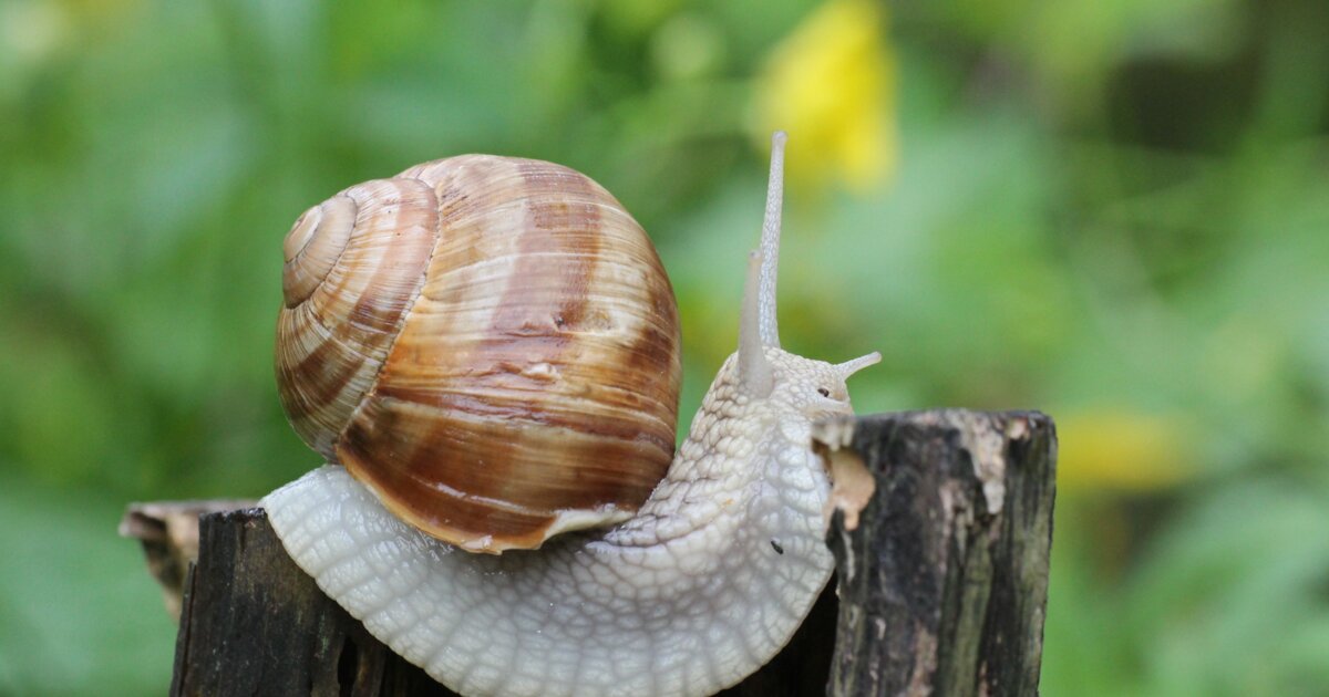 Diese 3 Schnecken sind nützlich in deinem Garten